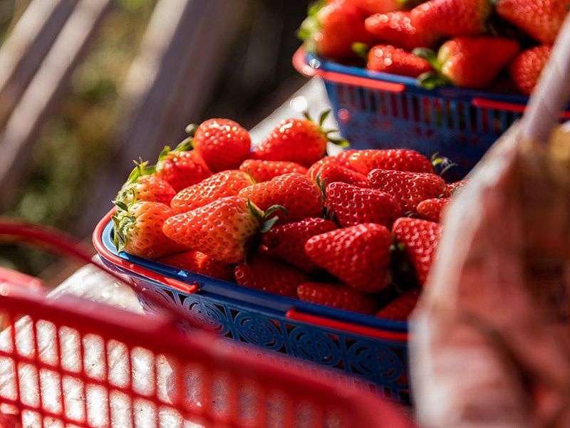 鄆城縣潤通蔬菜專業種植合作社